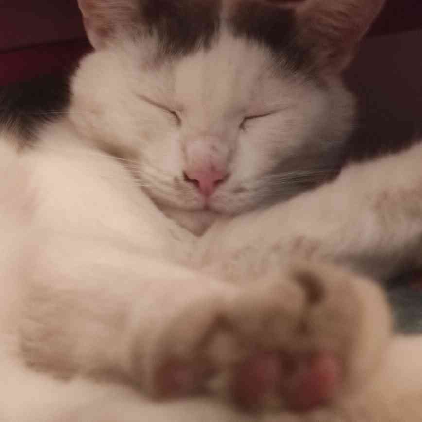 Image de chat servant de bannière